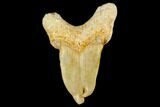 Pathological Otodus Shark Tooth - Morocco #115830-1